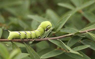 Caterpiller