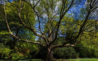 Champion tree Westonbirt