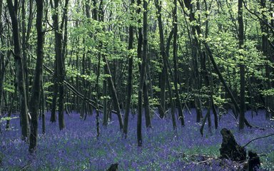 Field of bluebells within the forest