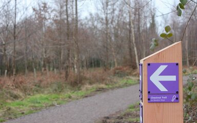 A wooden trail marker post with a purple sign featuring an arrow pointing left to follow the Chestnut Trail