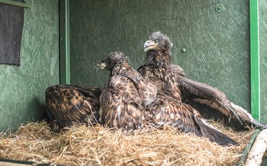 Two juvenile white-tailed eagles in a pen