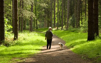 Man walking dog along woodland trail