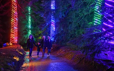 Bedgebury National Pinetum Christmas at Bedgebury singing trees hemlock and scots pine
