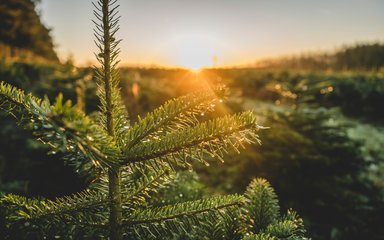 Real Christmas trees at sunset