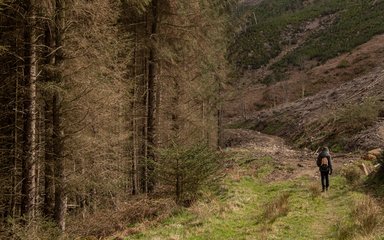 A walker walking through the forest with trees to the left and moorland to the right.