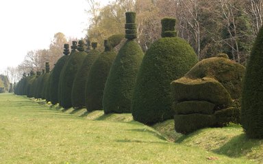 An avenue of clipped yew trees, each cone shaped with an intricate detail on top.