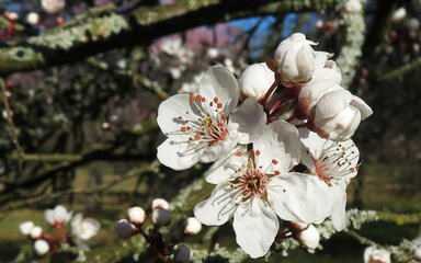 Close up of many white cherry flowers with pink centres on branch outside