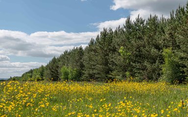 A line of conifer trees disappearing into the distance surrounding the right edge of a buttercup meadow.