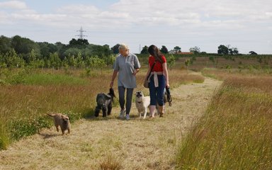 Two women walking excitable dogs on grass path