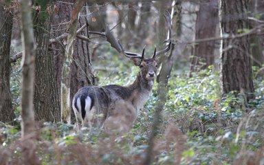 A common buck deer in the forest