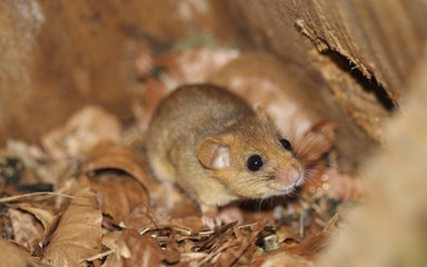 Common doremouse on brown leaves