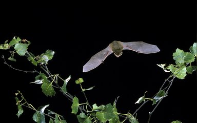 Bat at night