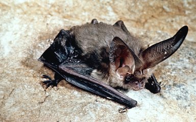 a common or brown long eared bat sat on a light coloured background