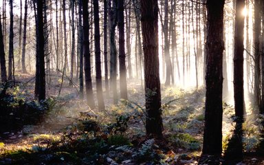 Sunlight through Conifers 