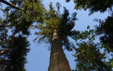 Conifer tree top from below