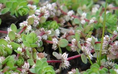 Coral Necklace plant - strands of small round green leaves and pale pink flowers