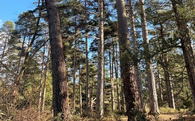 Corsican pines in the forest, focused on their tall trunks.