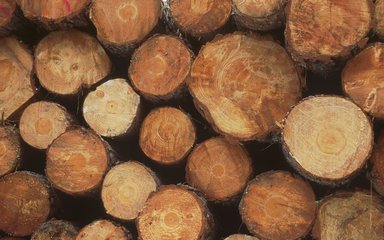 Corsican pine log pile, with the cross sections facing the camera showing the tree rings.