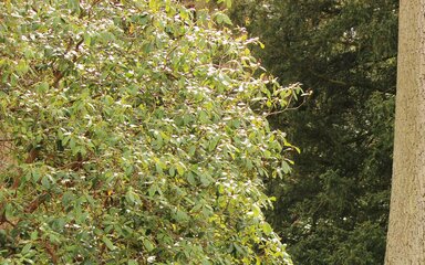 STIHL Westonbirt