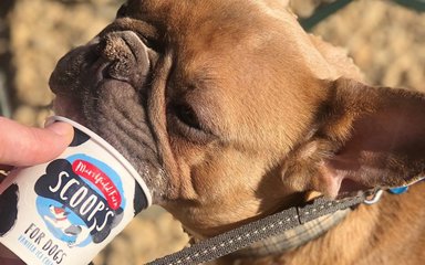 A light brown dog licks a dog friendly ice cream tub