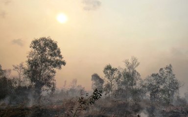  Earth Photo competition seeks images of world’s changing forests