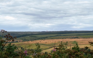 A view of arable land and moorland with forest flowers below