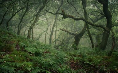 Large gnarled tree trunks in a woodland, with green ferns on the ground.