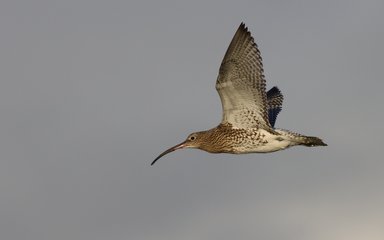 Curlew in flight