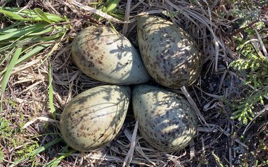 Eggs in a nest on the ground