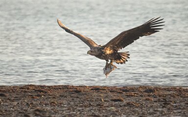 White-tailed eagle carrying cuttlefish in talons while flying over the shoreline