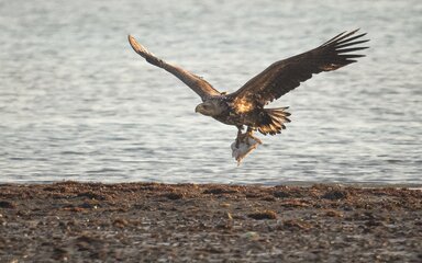 White tailed eagle