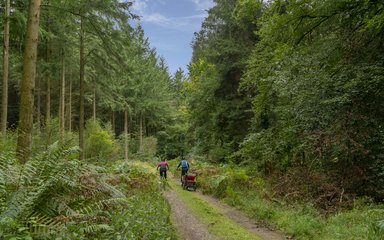 Two adults cycling through the dense green forest on a sunny day