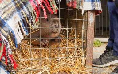 Beaver looking out of the bars of a crate ready for release