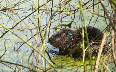 Beaver in pond surrounded by trees