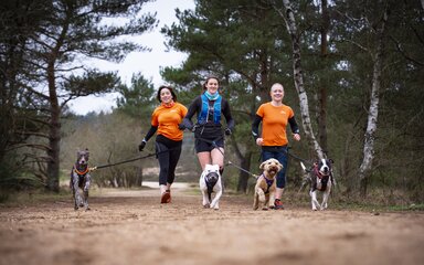 Three people with four dogs attached by leads running through the forest.