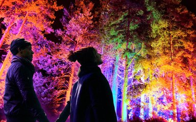 a couple looking up at the trees and lights