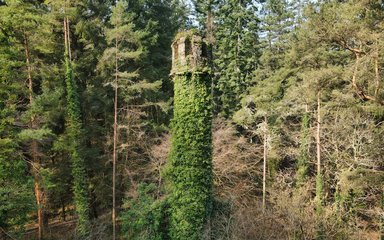 Ivy covered mine stack surrounded by conifers