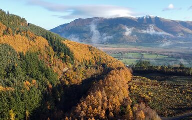 A drone shot of an autumn forest scen with a snow topped mountain behind
