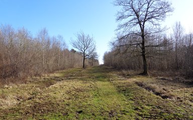 Braydon Woods open landscape
