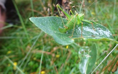 Grasshopper bug on leaf in long grass