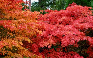 Autumn red orange trees