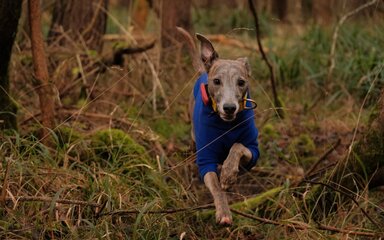 Dog wearing blue jumper running through the woods.
