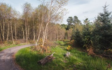 Trail corridor