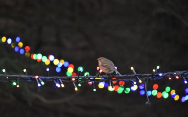 A robin percehed on a strong of Christmas lights