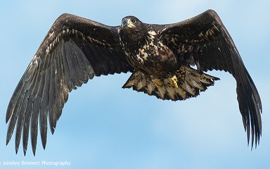 White tailed eagle flying through blue sky