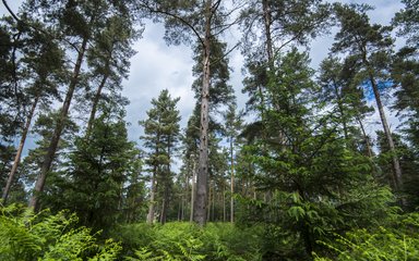 Conifer forest with looking up at the canopy with younger trees below