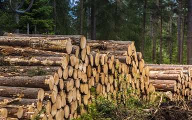 Timber stack in the woods