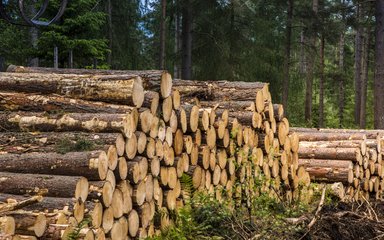 Timber stack in the woods
