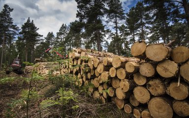 Timber stack in the woods with a forwarder placing logs in the distance