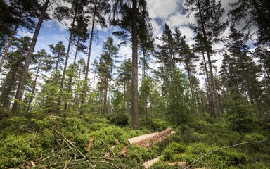 Conifer forest with looking up at the canopy with thinned timber and branches on forest floor